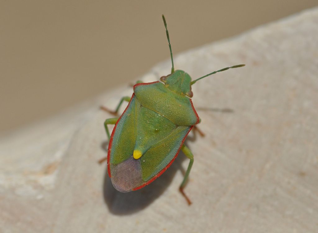 Pentatomidae: Brachynema cinctum